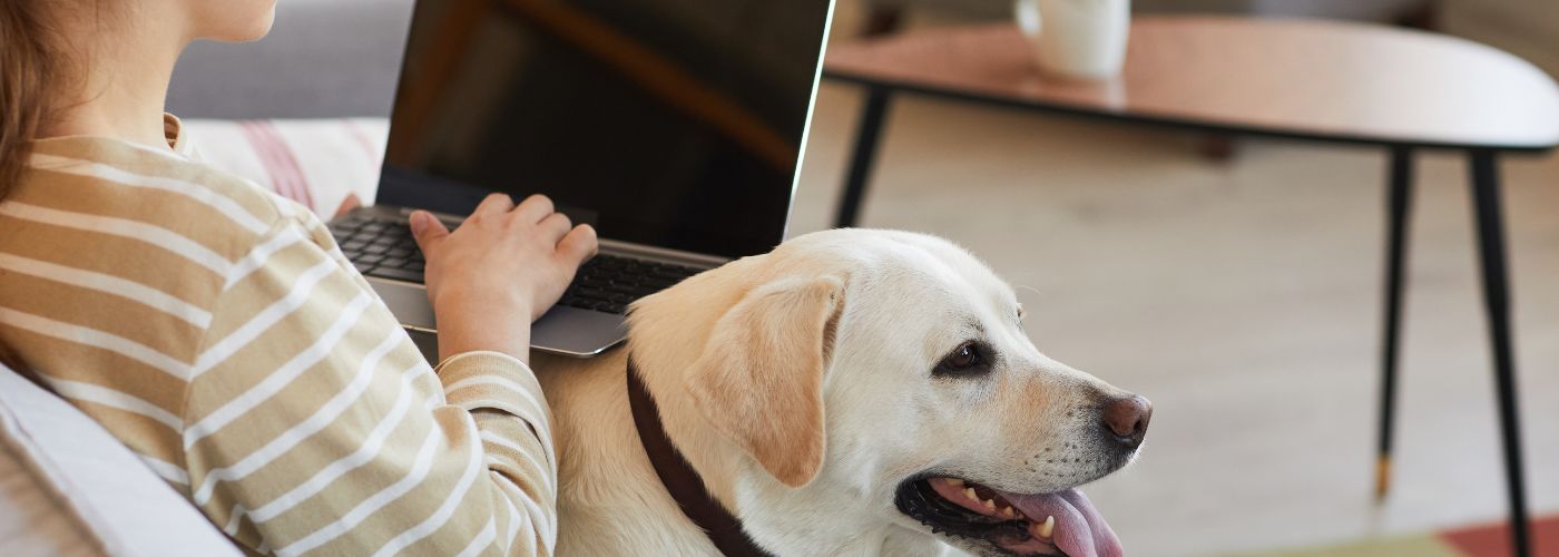 Differences in Pet Sitting and Pet Boarding
