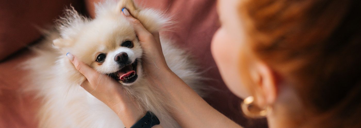 Why Pet Sitting Is Better Than Pet Boarding