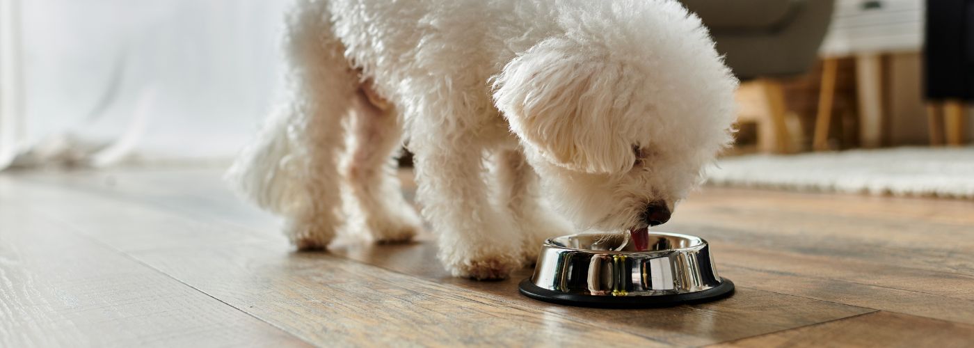 Set Up Feeding Times and Pet Care Routines 