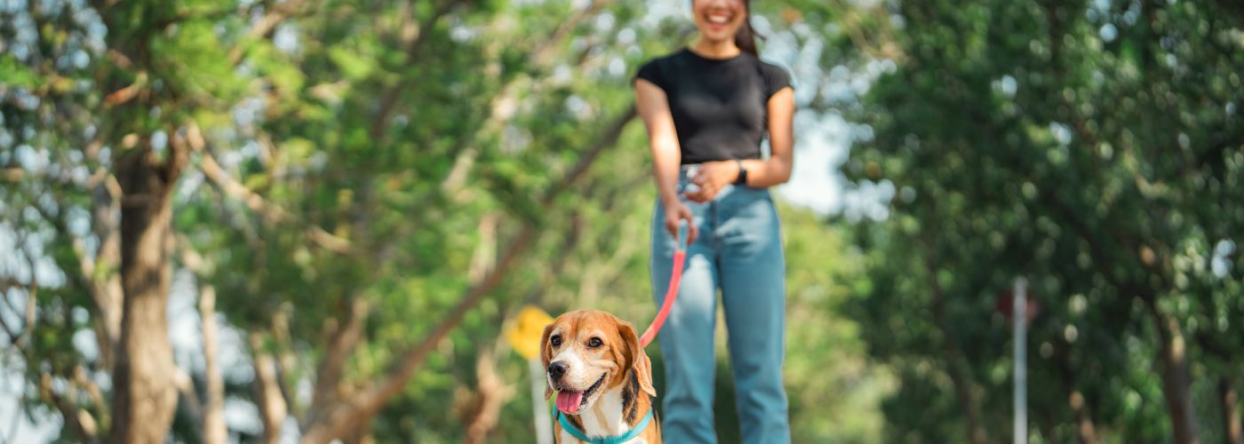 How Pet Sitters Help Pet Separation Anxiety